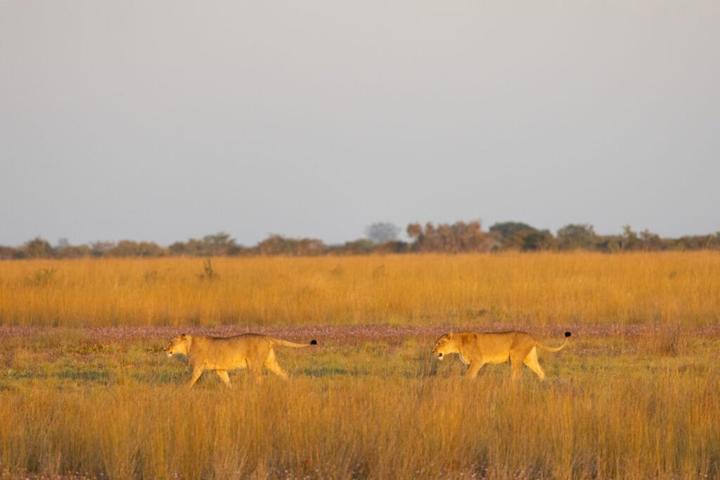 Lions in Liuwa Plains | Photo credits: Steve Conradie
