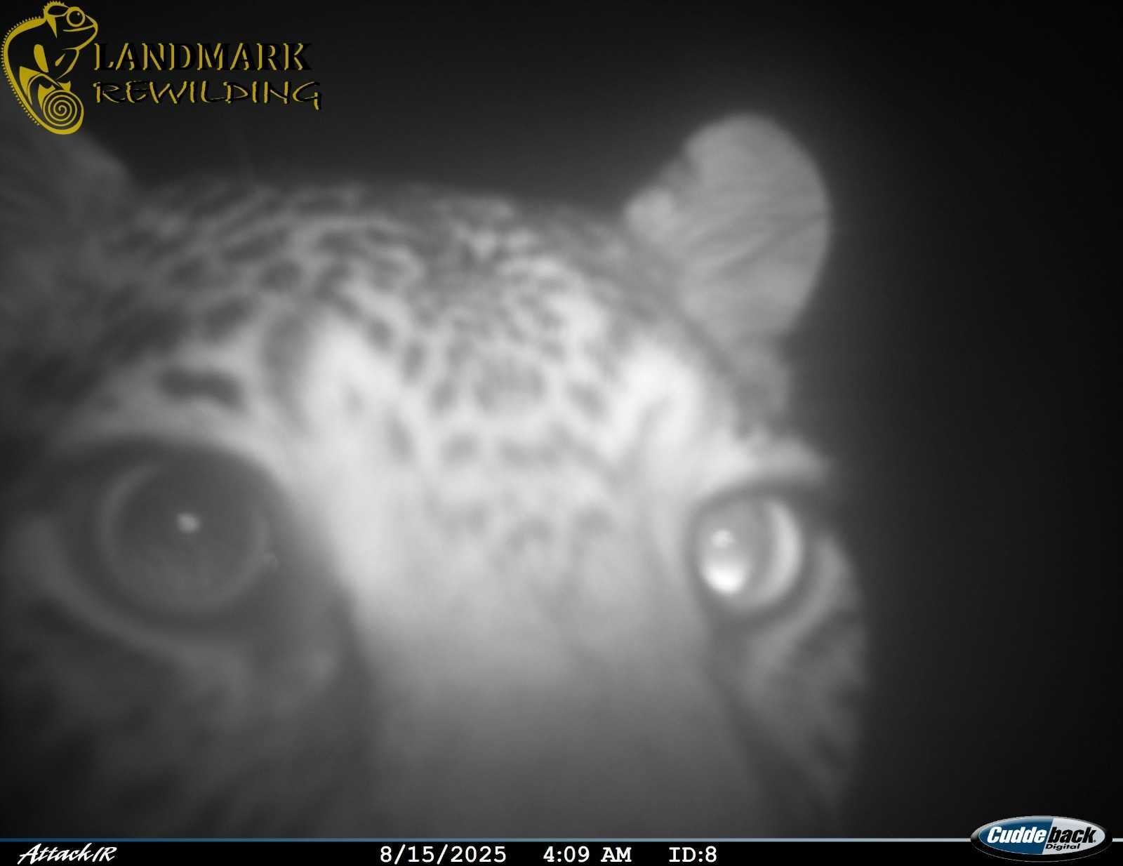 A leopard sighting on a camera trap in West Coast National Park 