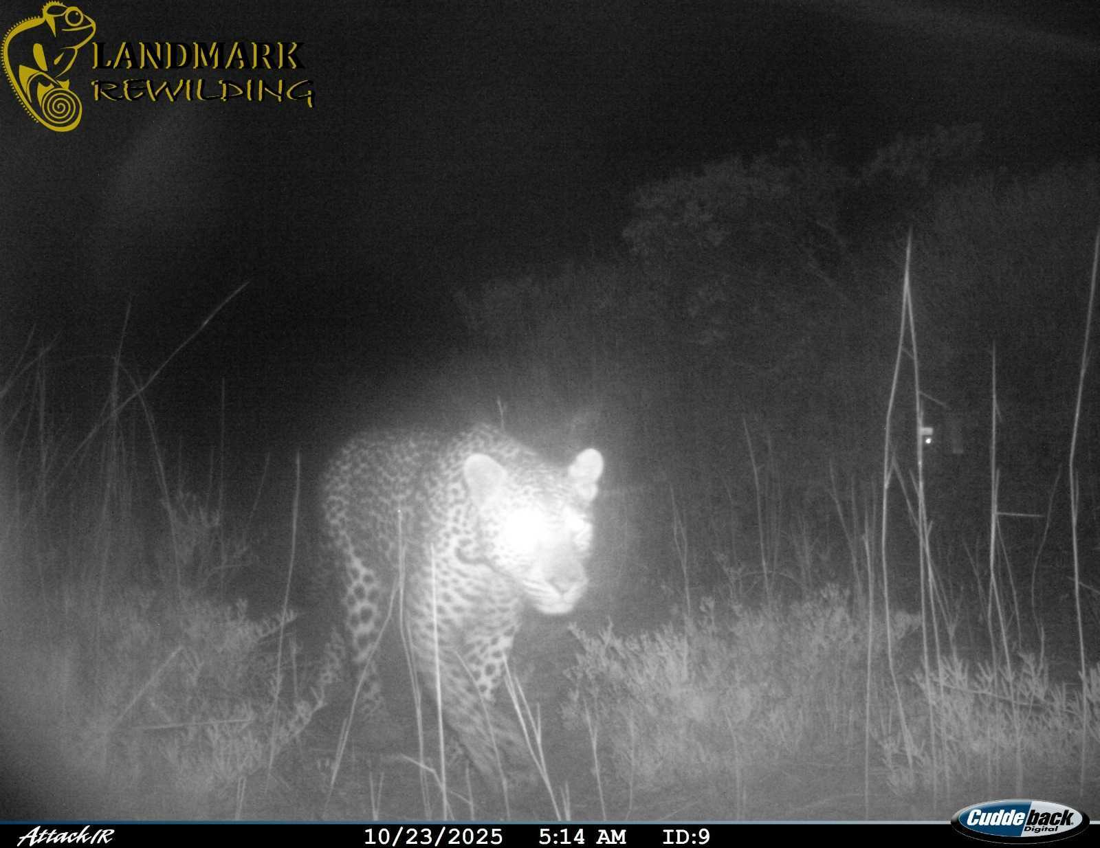 A leopard sighting from a camera trap in West Coast National Park