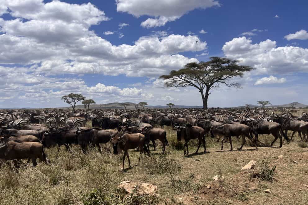 Herds of zebra and wildebeest grazing in the open Serengeti plains in Tanzania.