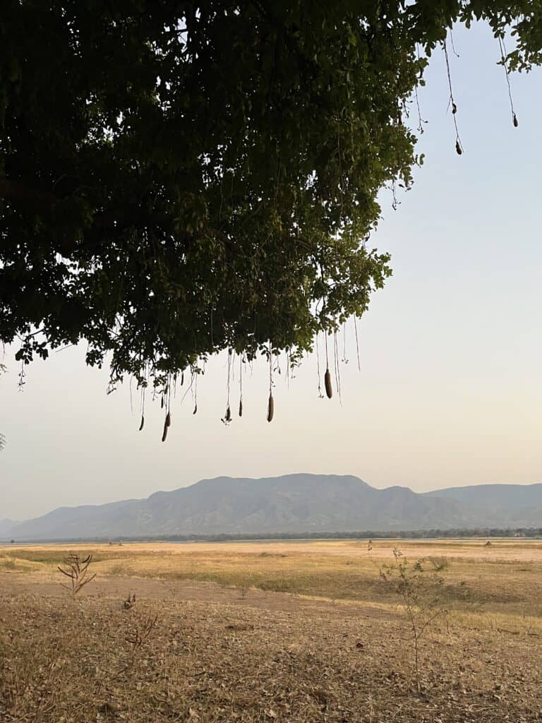 A sausage-tree with low hanging fruit in Mana Pools, Zimbabwe.