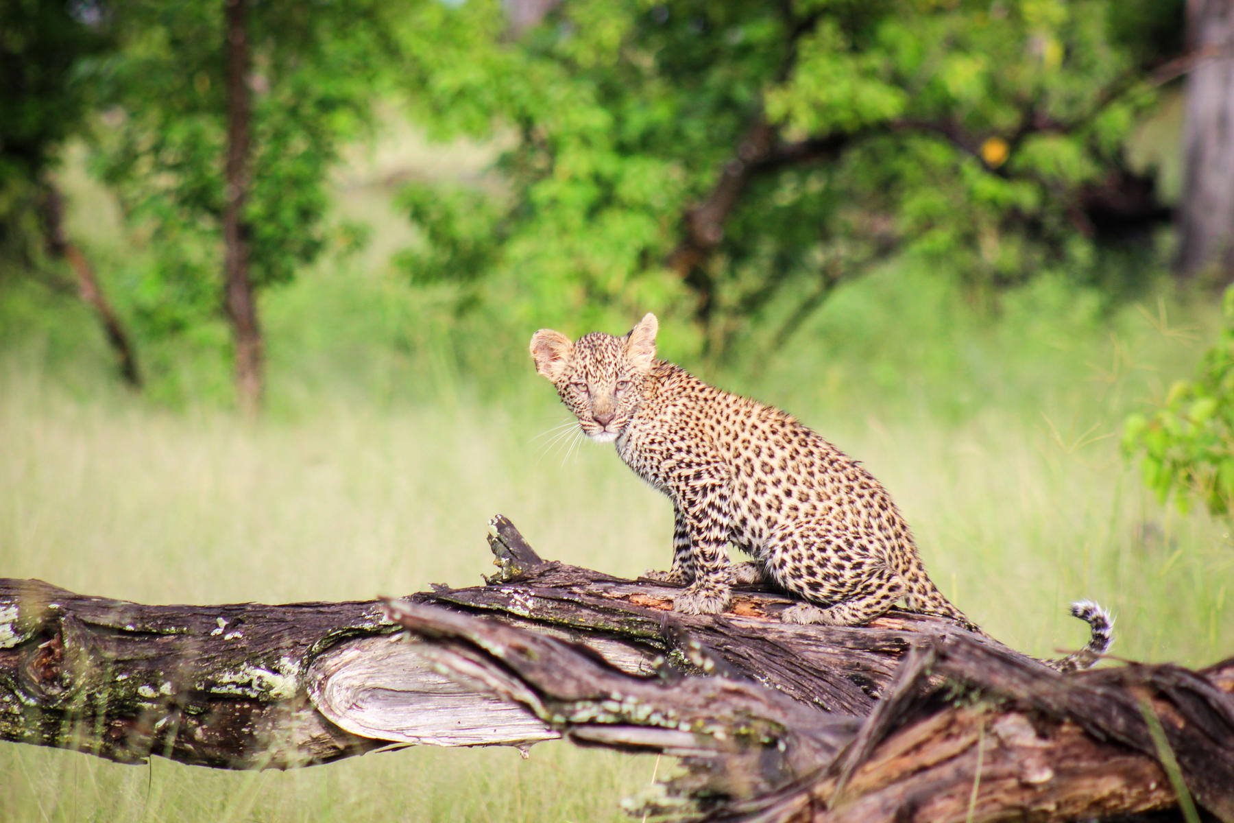A leopard cub in a tree