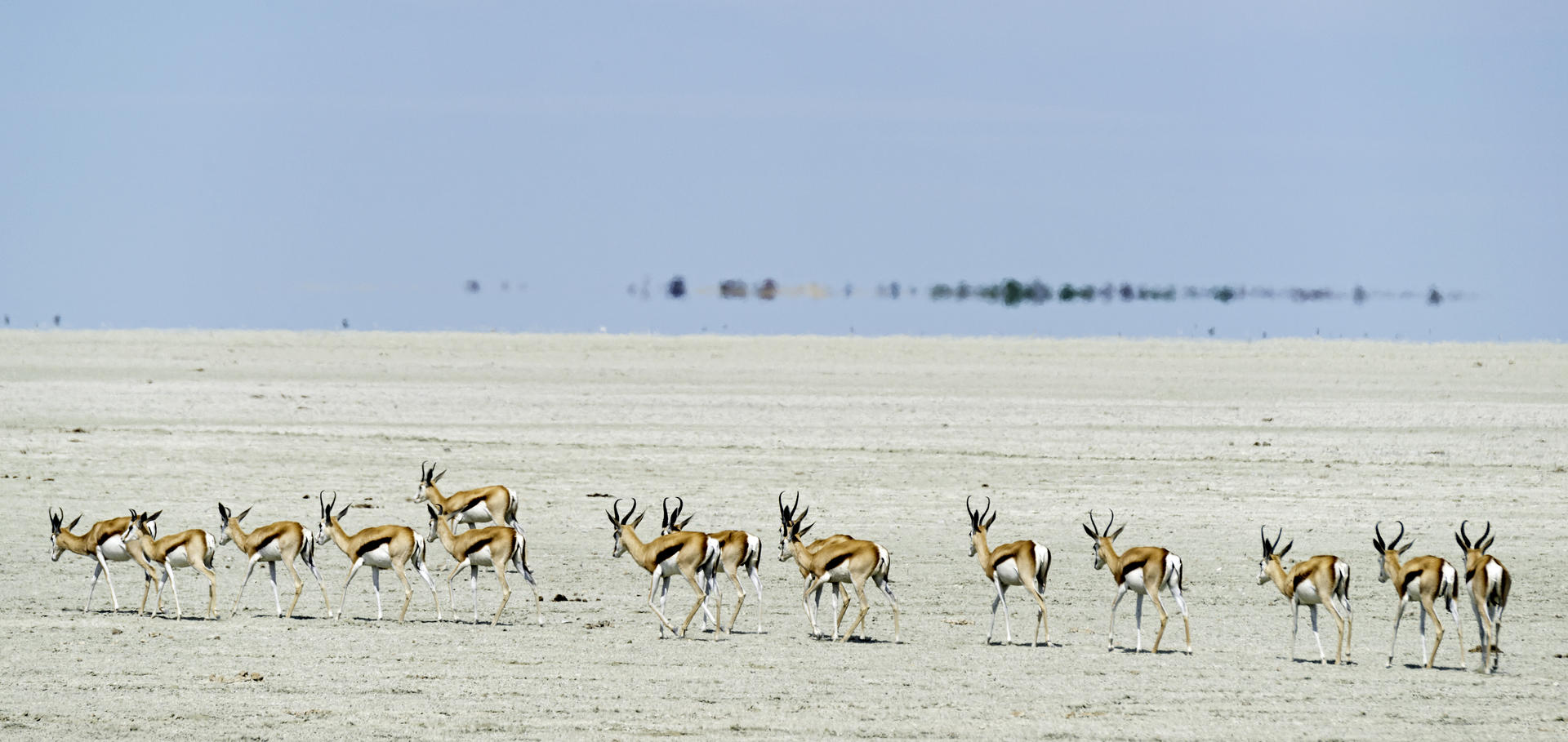 Springboks in Onguma Private Game Reserve | Photo: Onguma Leadwood Campsite