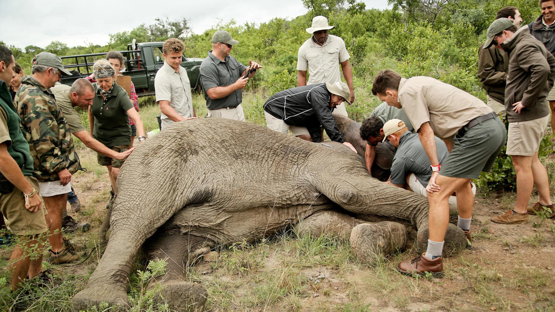 Elephant collaring operation in Phinda as part of a conservation safari