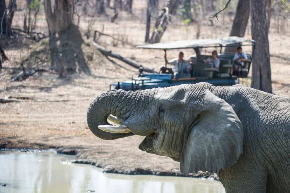 Spotting an elephant at a waterhole in Liwonde National Park while on a Malawi safari holiday