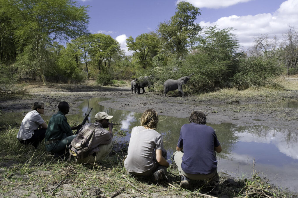 Walking safari in Liwonde National Park