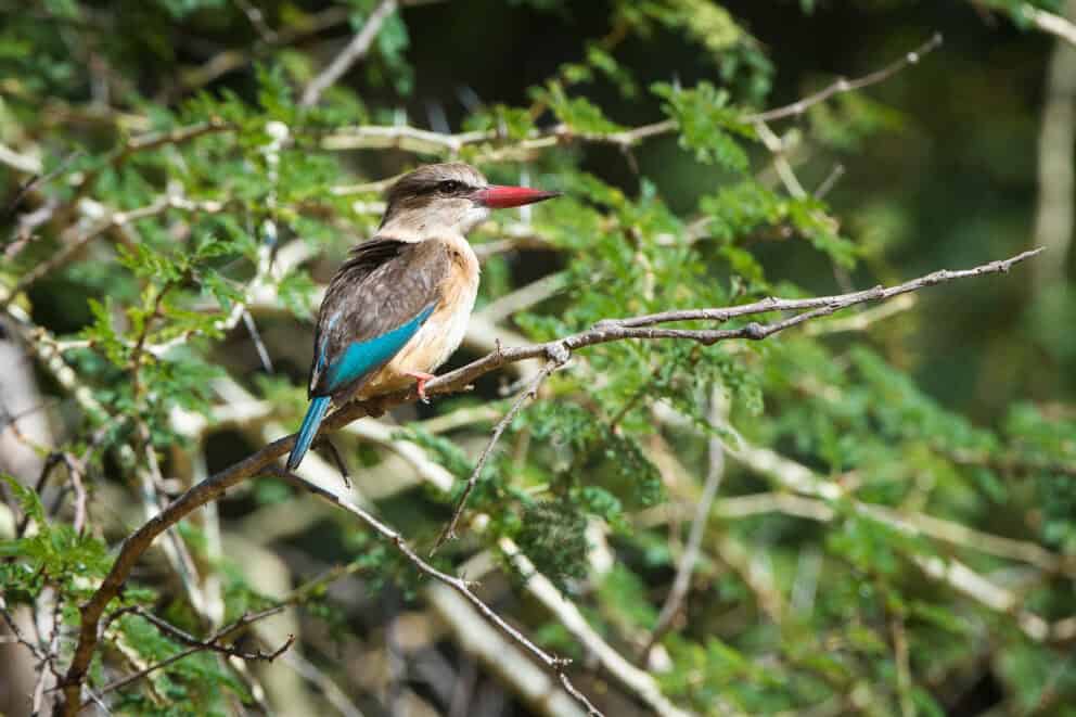 A brown-hooded kingfisher spotted on a safari with The Outpost in the Kruger National Park