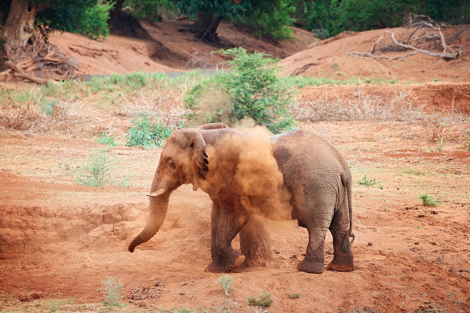 Elephant in the Kruger National Park spotted on safari with The Outpost