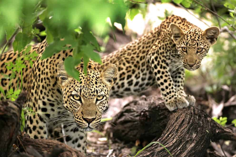 Two leopards in a tree as seen on a Kruger National Park Safari. Which is a safe place to travel to.