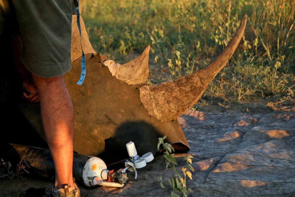 Rhino before getting dehorned