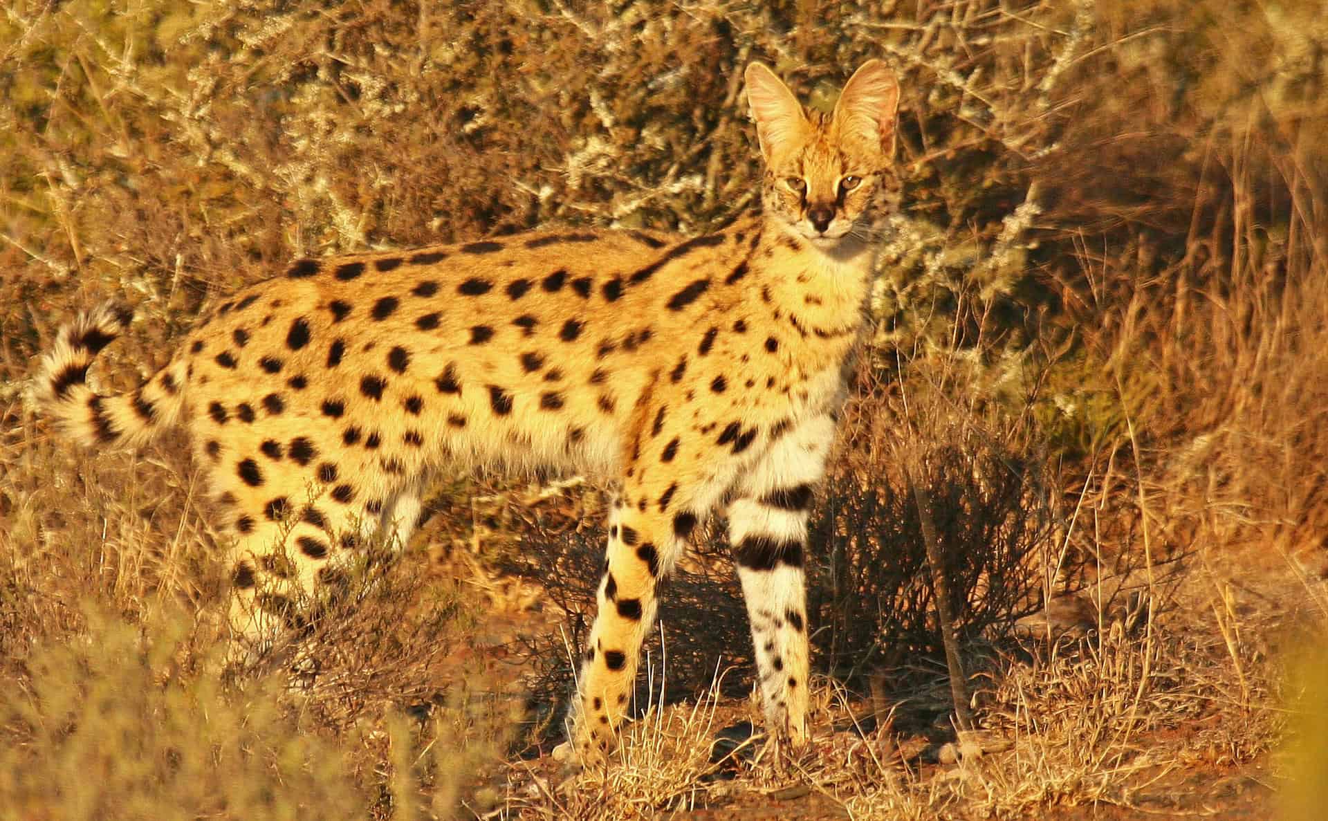 A serval moving through the bush