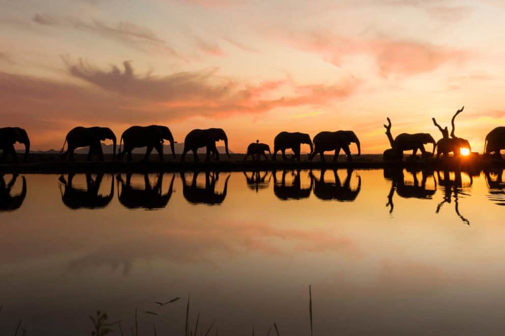 Elephants in the Greater Kruger, Image credit, Jabulani