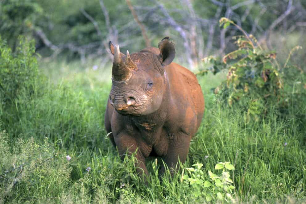 Black Rhino in a green bush