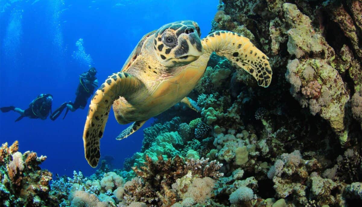 The Earthshot Prize 2024: What You Need to Know