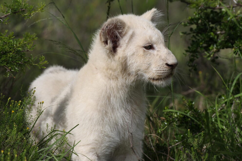 White lion cub in Timbavati in Kruger, a unique place where to go to see lions in Africa.