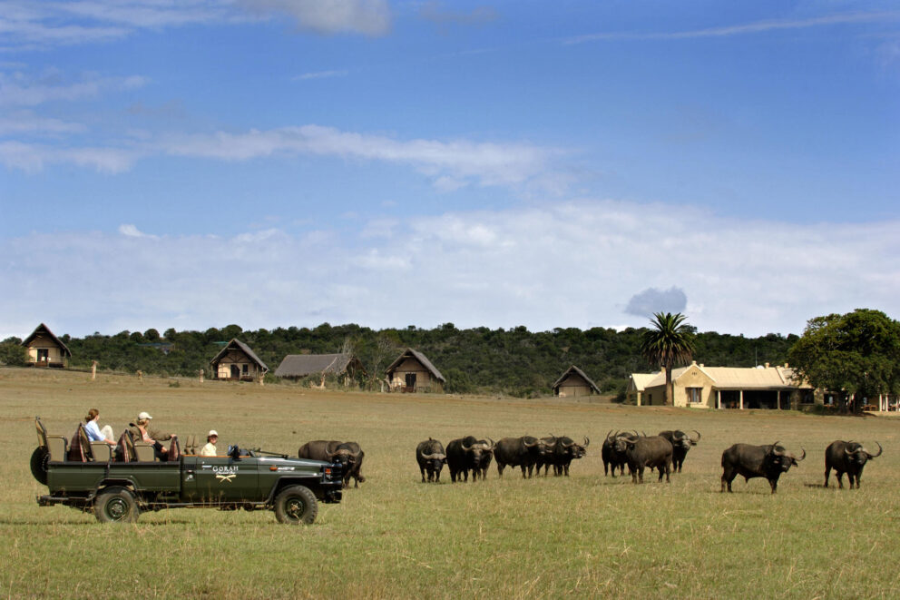 Game drive in Addo Elephant National Park.