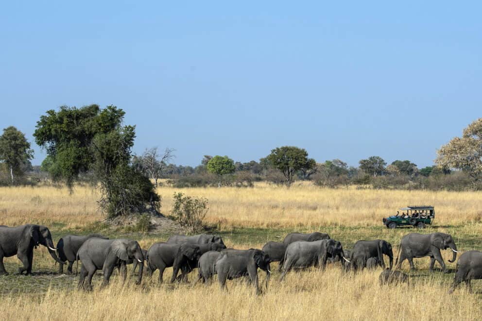 A herd of elephants walking across the savannah