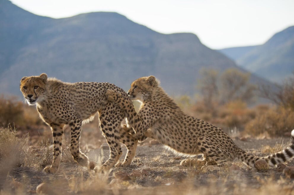 Two cheetah cubs in South Africa. Animals that can be found in South Africa.