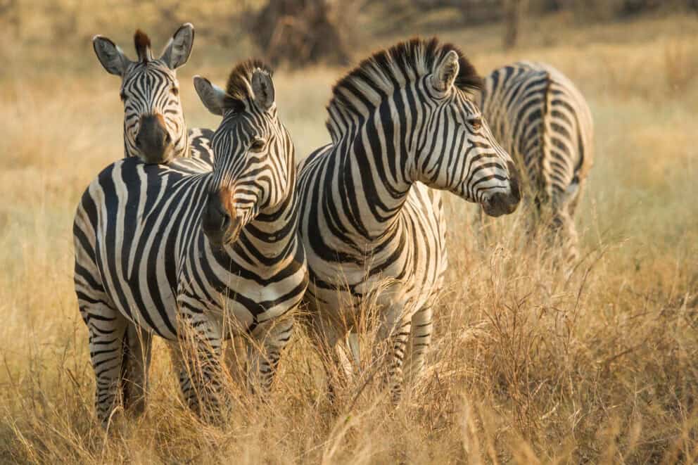 Zebras in Savute. One of the animals that can be found in Chobe National Park