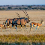 desert_oryx_2.jpg