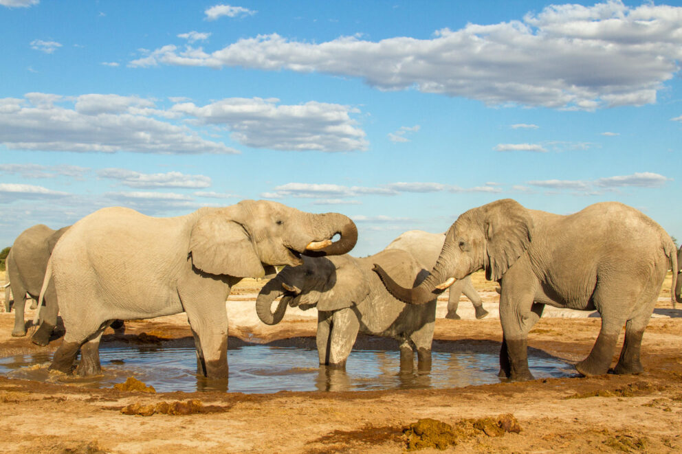 Elephants at a waterhole in Makgadikgadi Pans