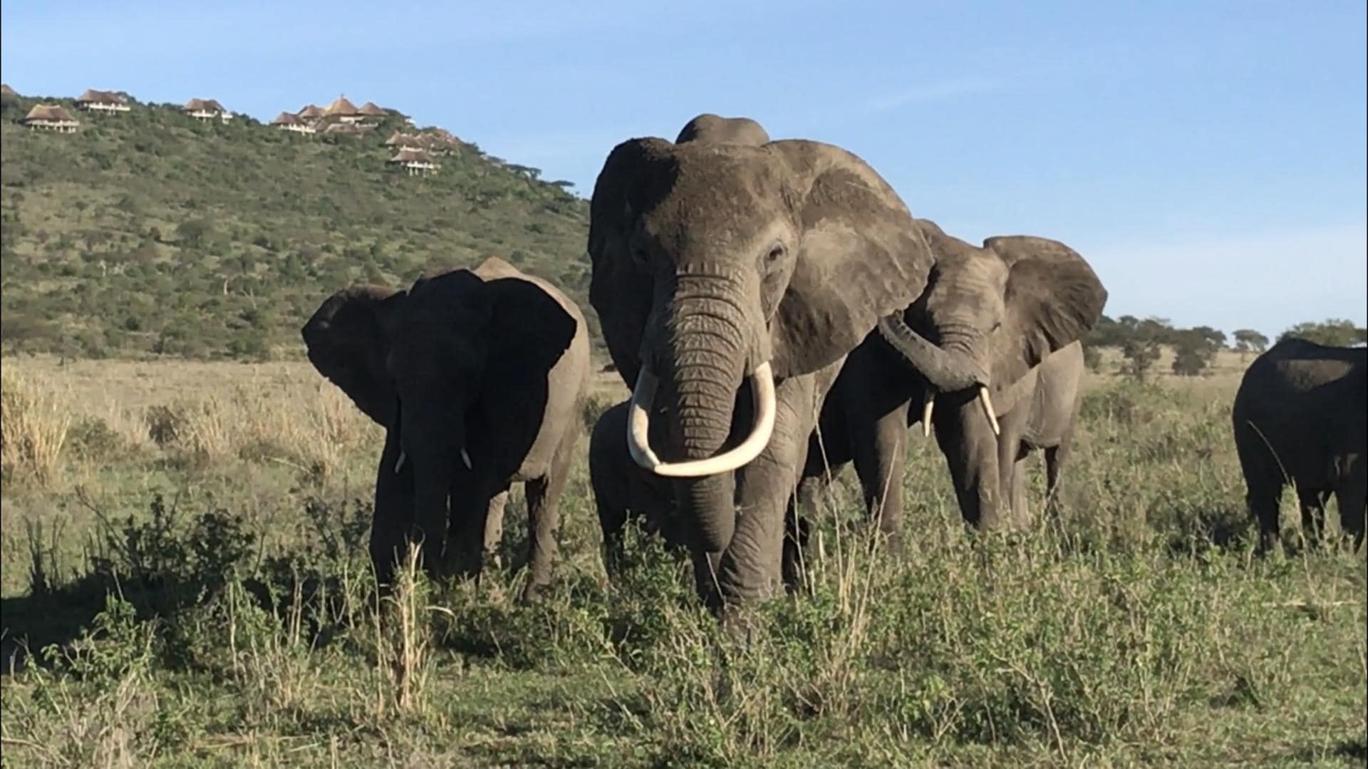 Elephants – an iconic East Africa wildlife species – at Serengeti Lake Magadi Lodge