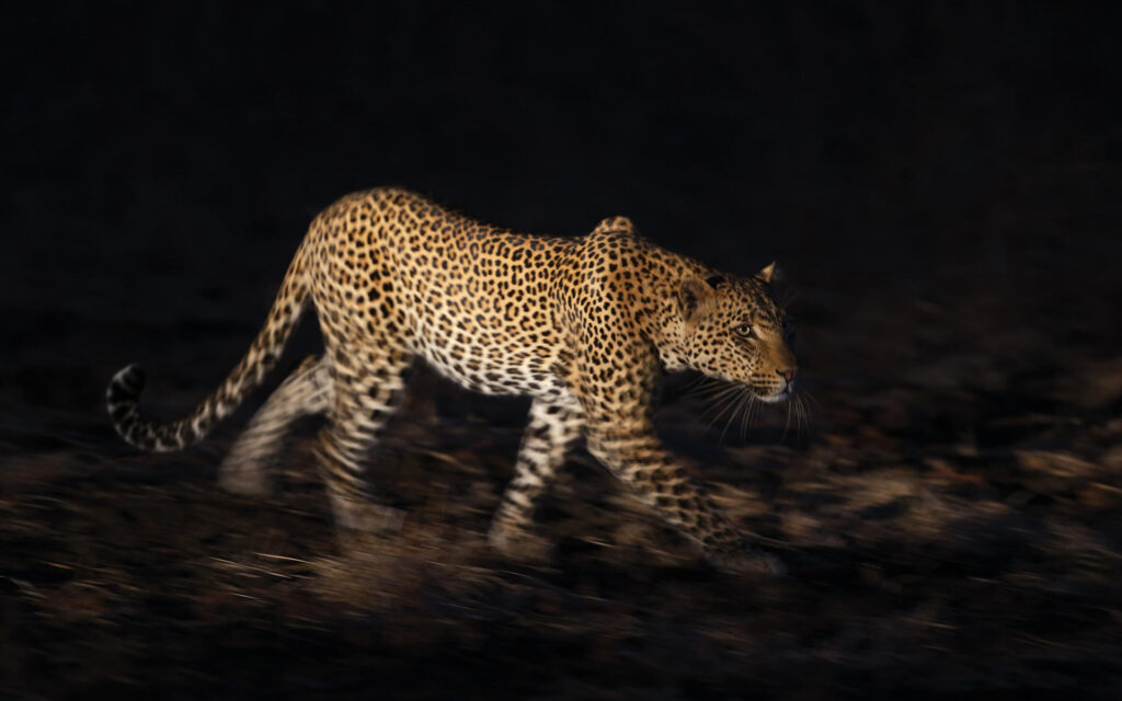 A leopard is seen walking during a nighttime safari