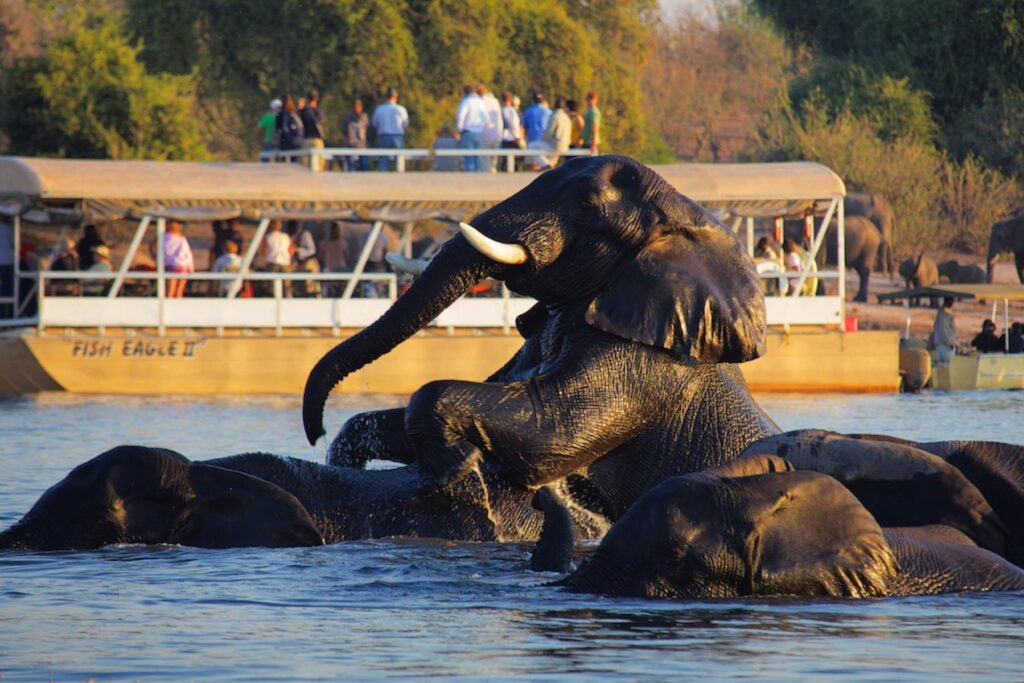 Boat cruise safari observes swimming elephants in the Chobe river, Botswana.