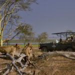 Lions lounging in front of a safari vehicle. This can be seen on an African lion safari.