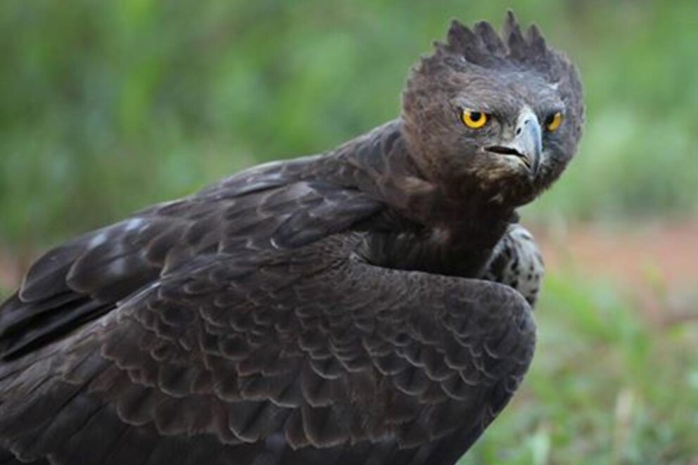 Martial Eagle