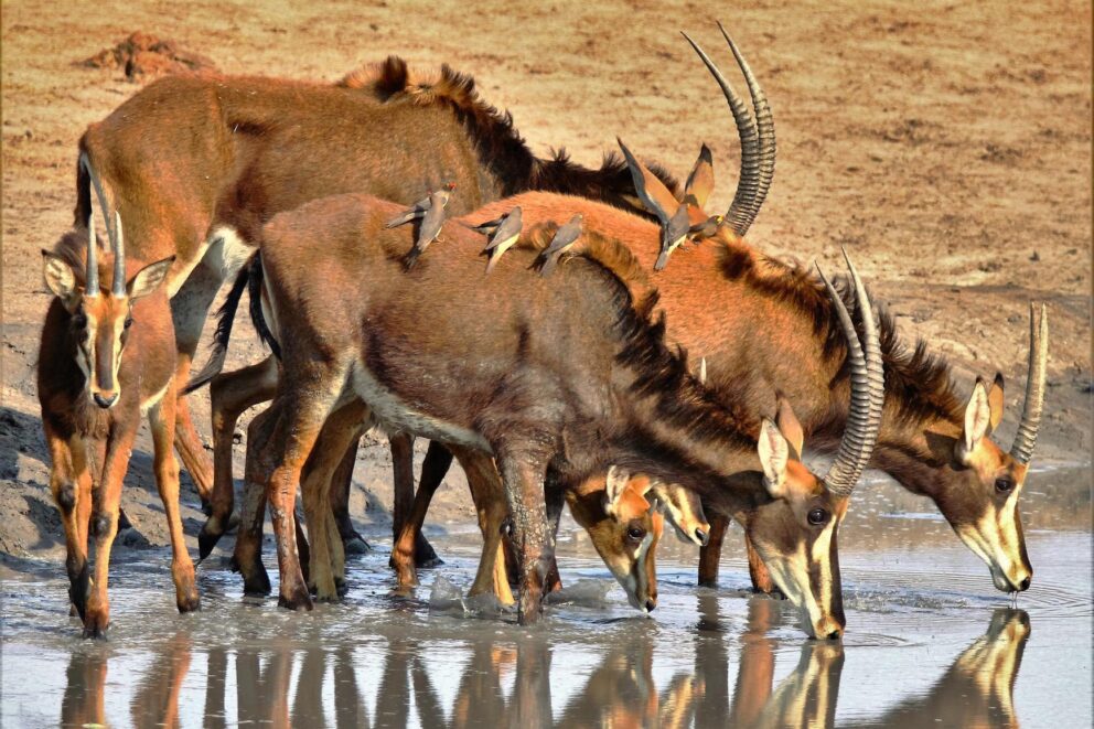 Herd of roan antelope drinking water.