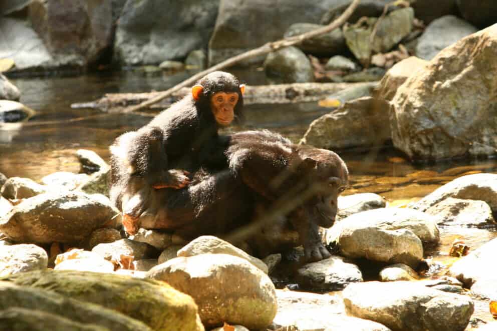 A baby chimp in Gombe National Park, where Jane Goodall studied them