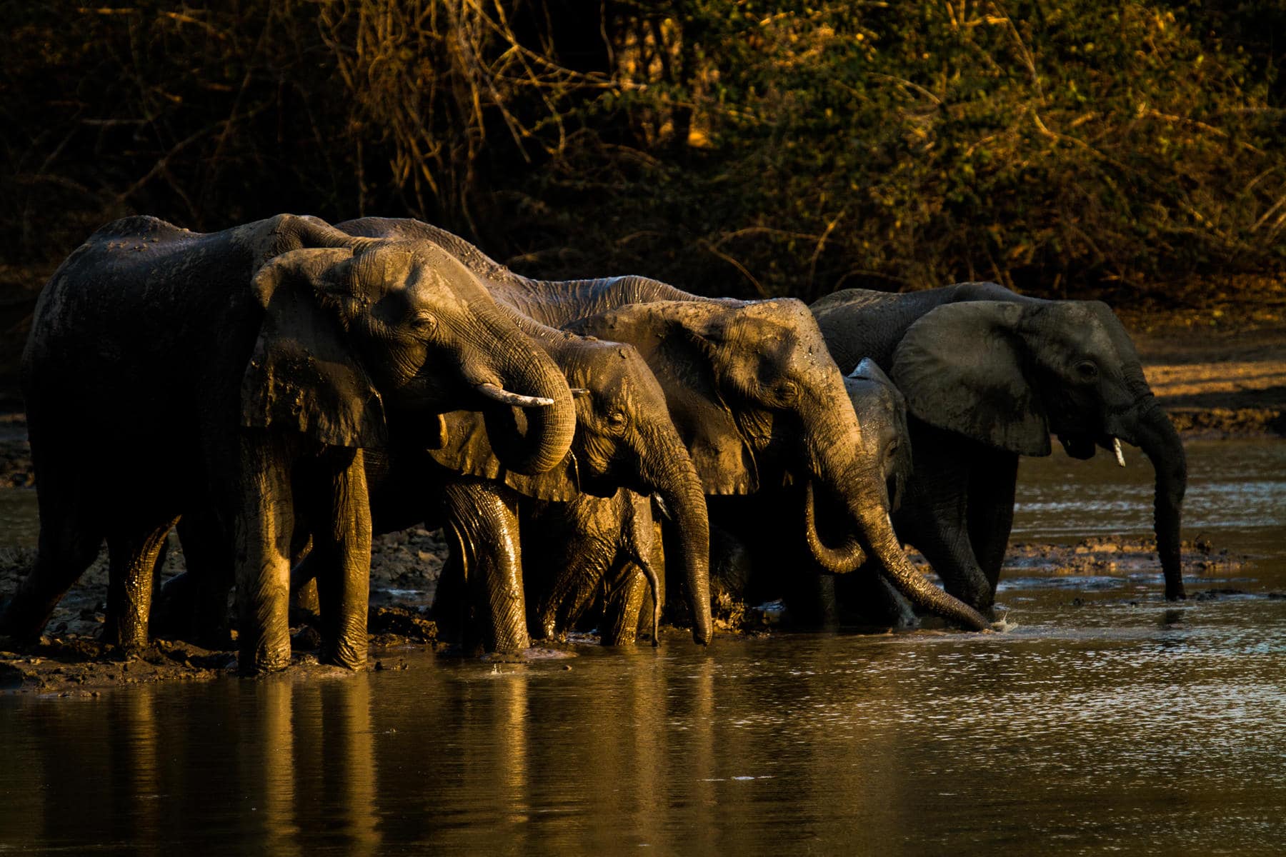 Elephant herd drinking from Kanga Pa Watering Hole | Photo: African Bush Camps