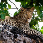 Leopard in a tree in Mana Pools National Park, Zimbabwe. Photo: Zambezi Expeditions