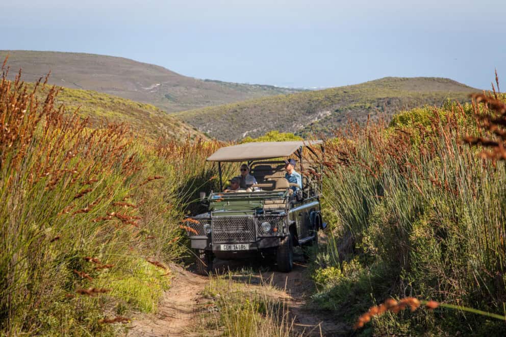 Game drive through Grootbos during spring season in South Africa.