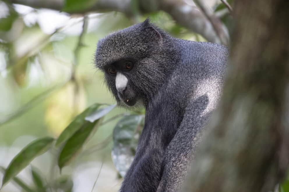 A blue monkey in the Congo Basin