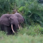 An elephant in the Congo Basin's rainforest