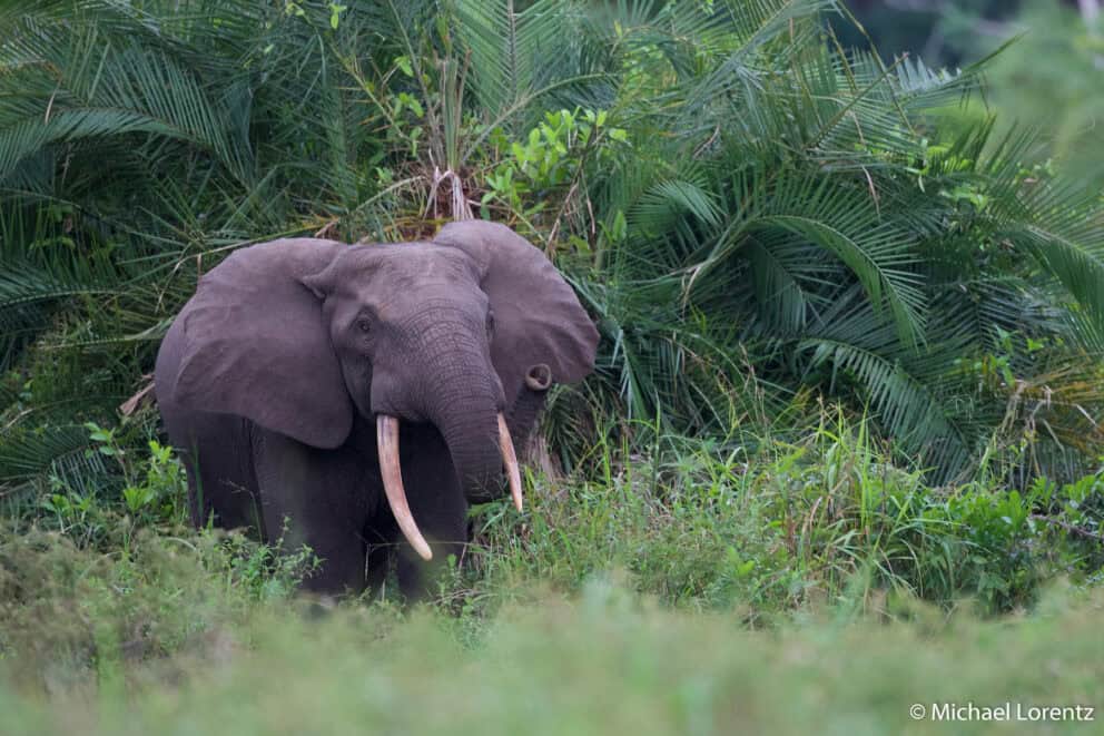 An elephant in the Congo Basin's rainforest