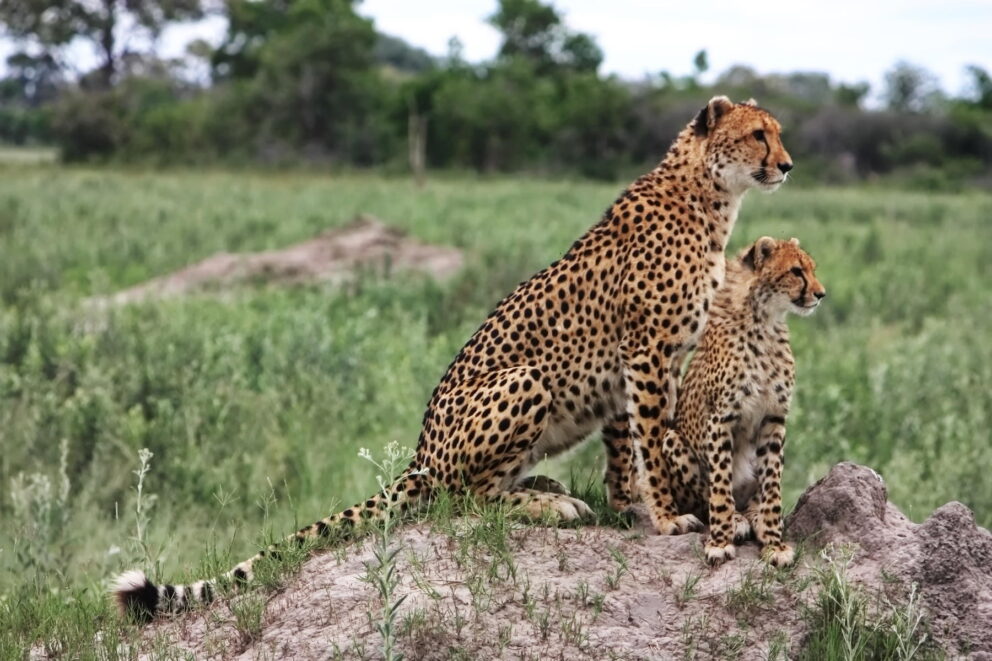 A cheetah with a cheetah cub sitting on a rock in the Okavango Delta.