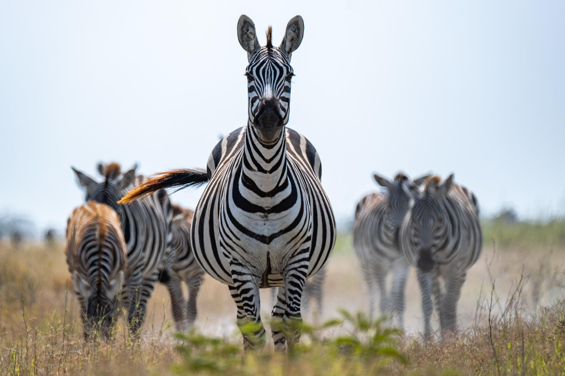 Close-up of zebras in Amboseli National Park, which you can see on a safari in Kenya