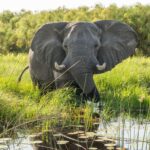 Elephant wading through the water of the Okavango Delta