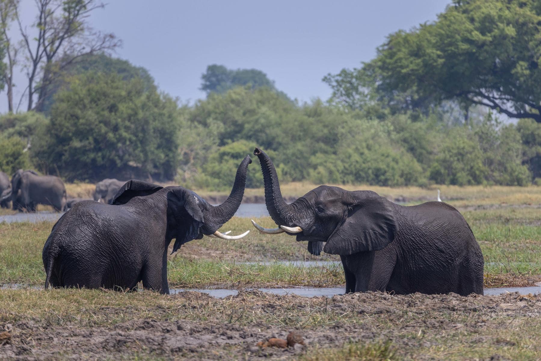 Elephants in Moremi Game Reserve one of Botswana's national parks. 