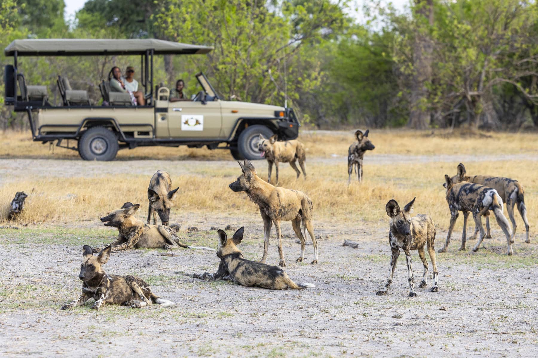 Game drive vehicle spotting a pack of African wild dogs