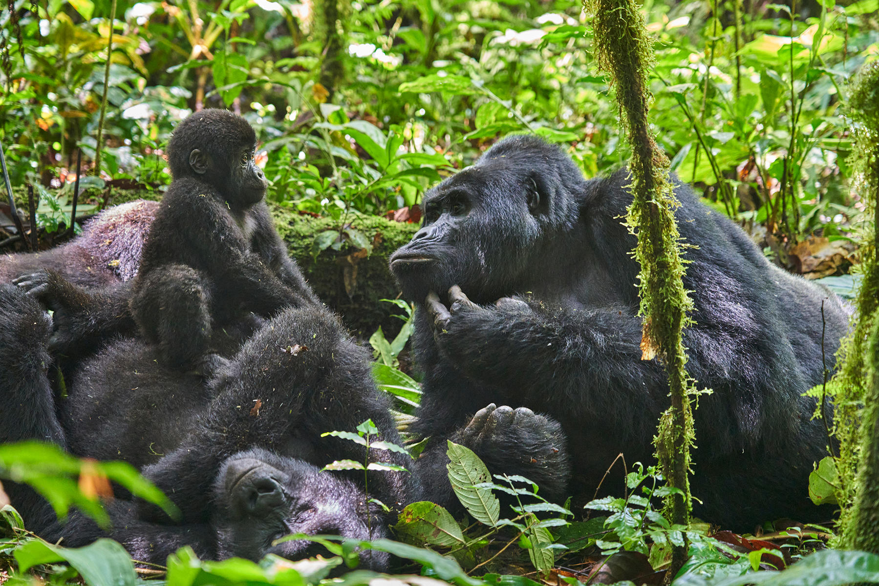 Gorillas, an of the East Africa wildlife species you can see in Uganda's Bwindi Impenetrable National Park