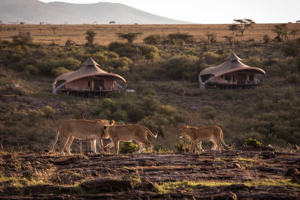 Lions seen near Mahali Mzuri during a lion safari in Kenya’s wilderness. | Photo credit: Mahali Mzuri