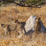 Cheetah's in Etosha