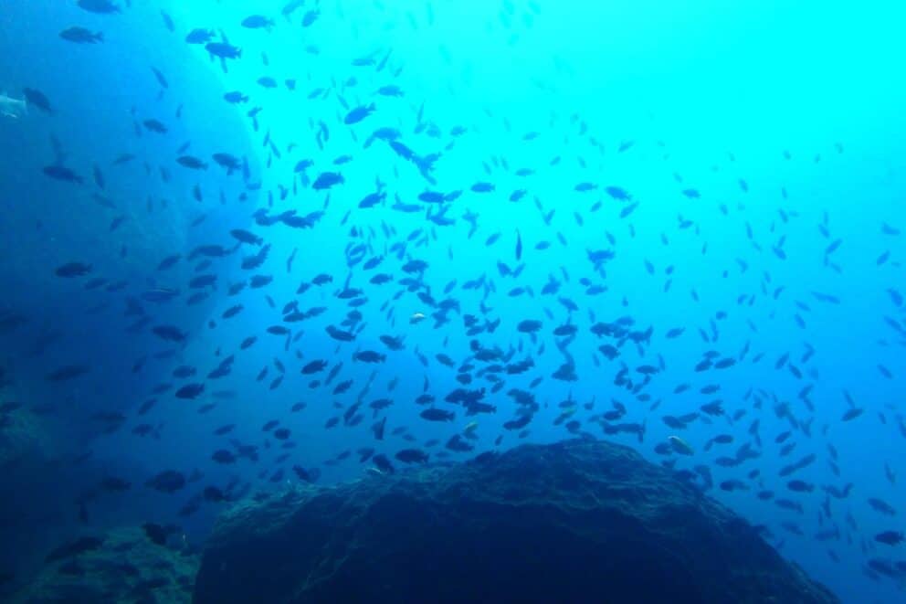 Cichlids swimming in Lake Malawi for Malawi safari holidays