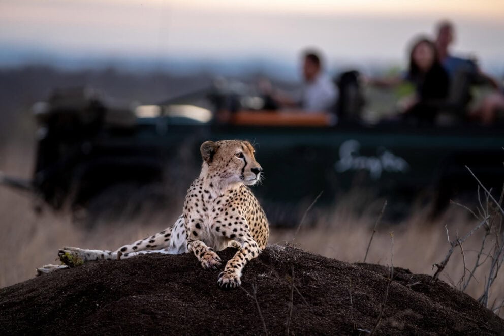 Cheetah spotted on a game drive in Kruger. Which is a safe place to travel to