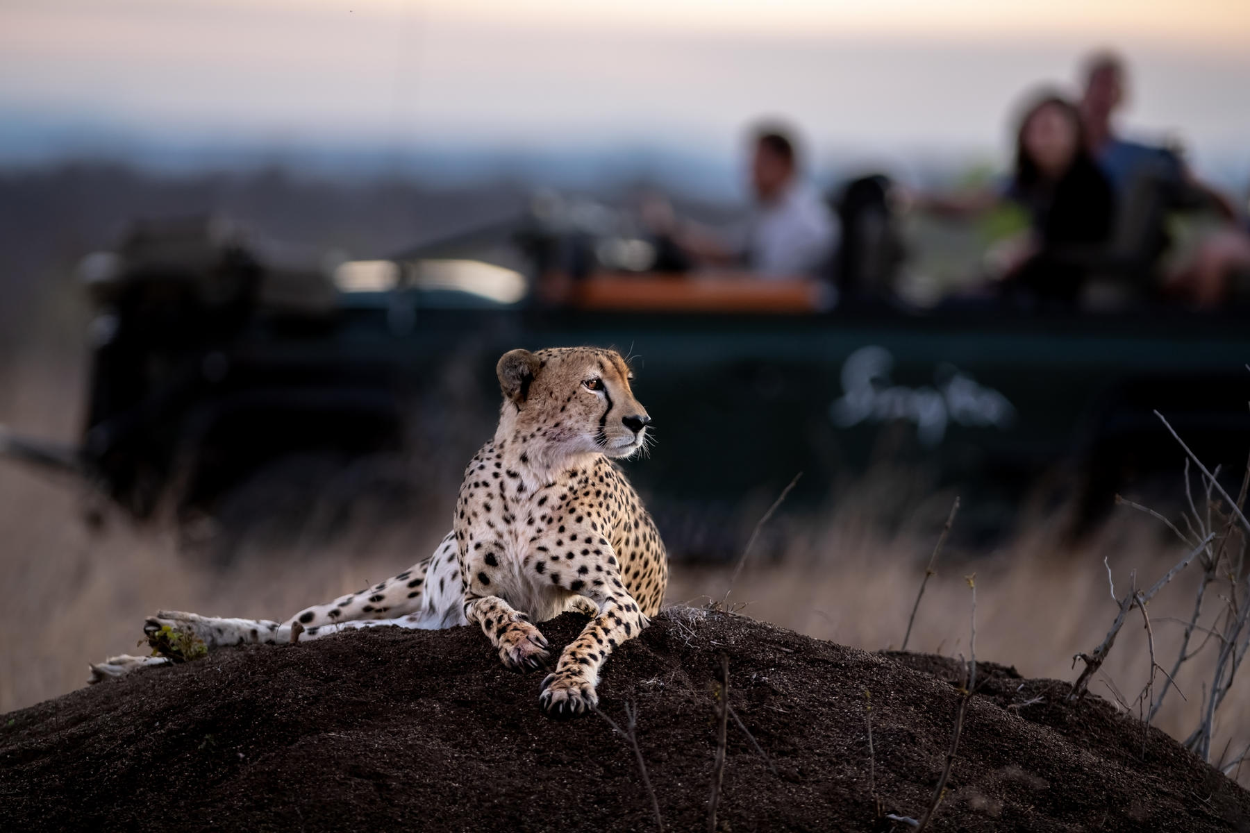 Cheetah spotted on a game drive in Kruger. Which is a safe place to travel to