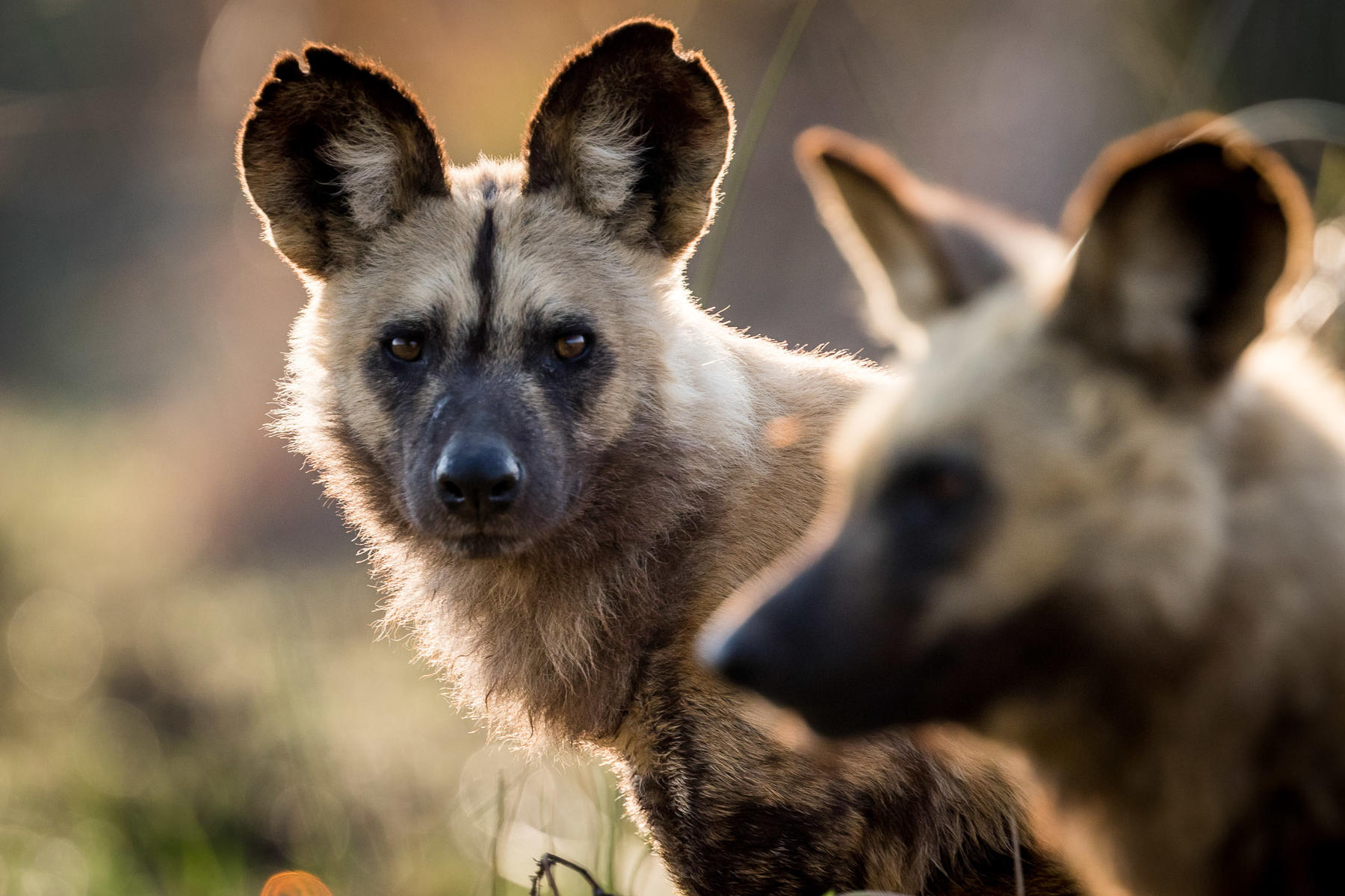 African Wild Dog Facts: Diet, Habitat, & Conservation